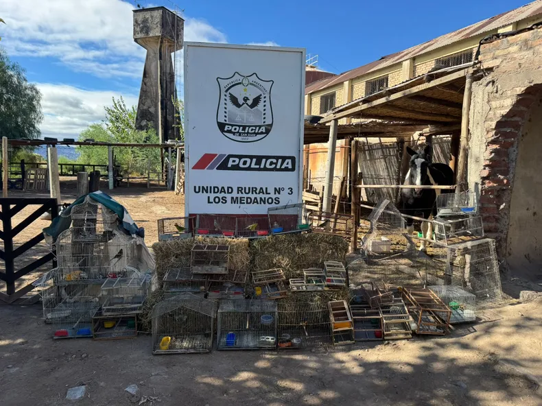 Caza y venta ilegal: rescataron 17 aves silvestres y decenas de jaulas en Caucete