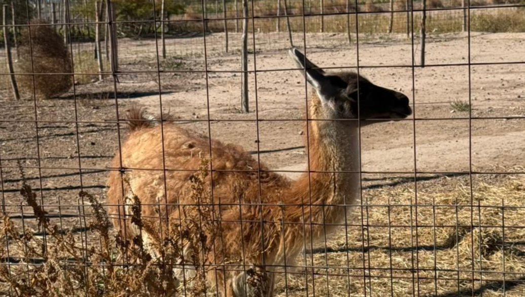 Allanamientos en Pocito: encontraron armas, droga y fauna silvestre en cautiverio