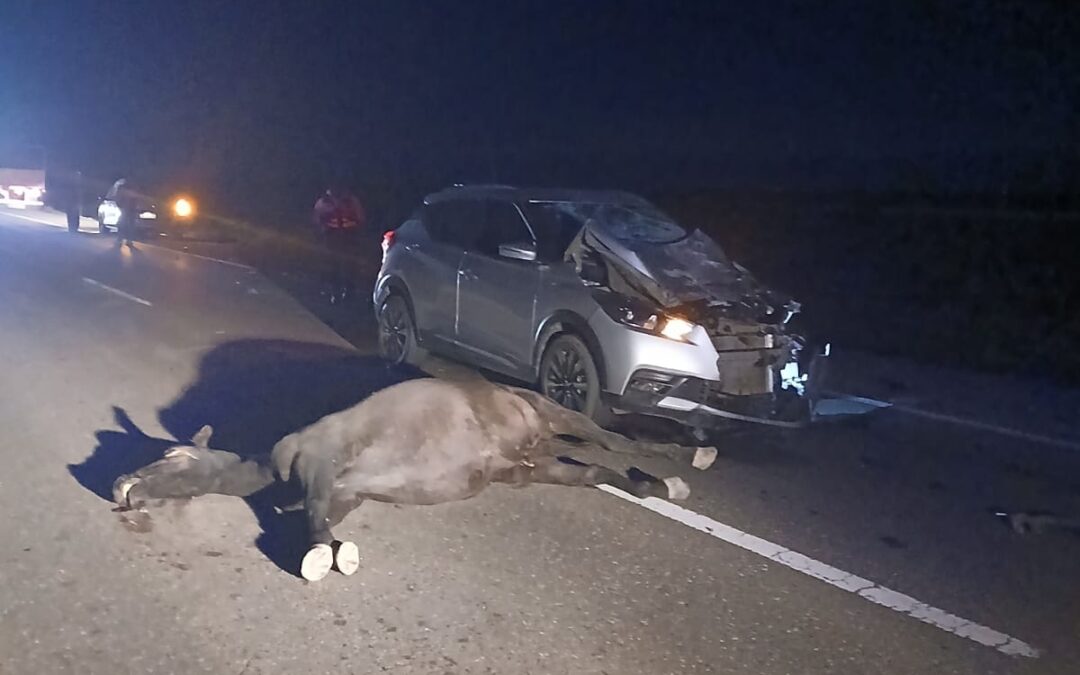 Siniestro entre un vehículo y un equino en Sarmiento