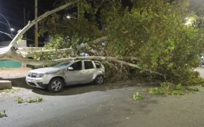 El fuerte viento provocó caída de árboles y daños en distintos puntos de la provincia