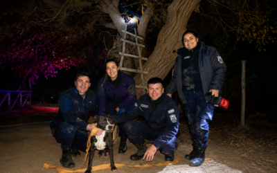 Insólito rescate en Chacritas: policías bajaron a un perro que apareció sobre un árbol de gran altura