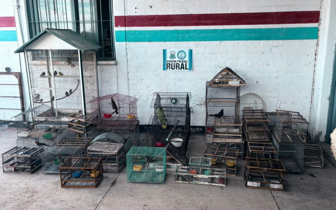 Secuestraron más de 40 aves silvestres en dos allanamientos realizados en Pocito