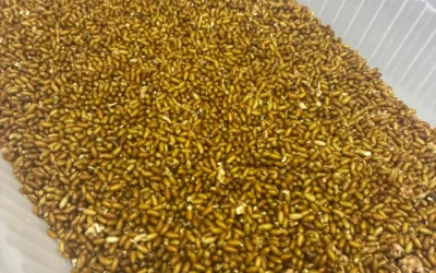 San Juan fortalece el control de la Mosca de los Frutos con nuevo material biológico