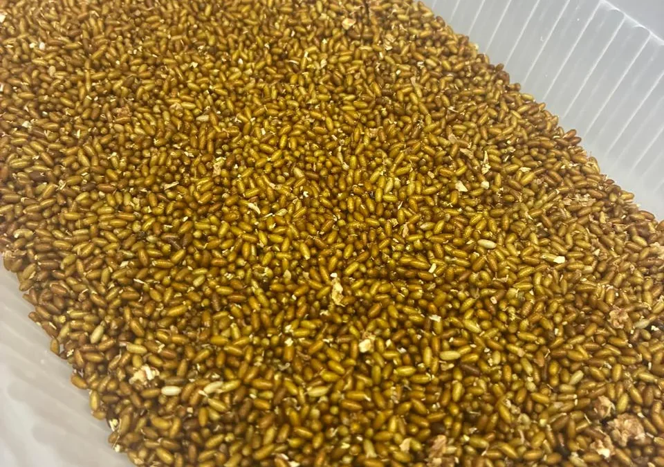 San Juan fortalece el control de la Mosca de los Frutos con nuevo material biológico