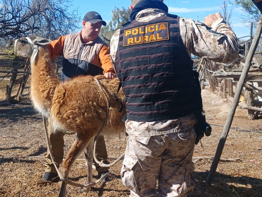 Rescataron un guanaco, una liebre y ocho aves que permanecían en cautiverio en Caucete