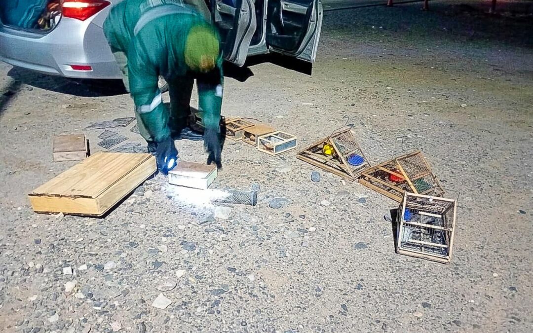 Rescataron 30 aves silvestres y labraron tres actas durante un operativo contra la captura ilegal