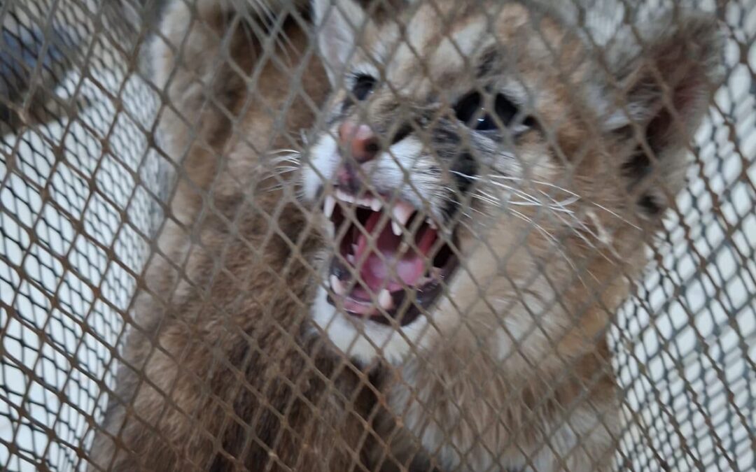 Rescataron dos cachorros de puma de una vivienda en Sarmiento