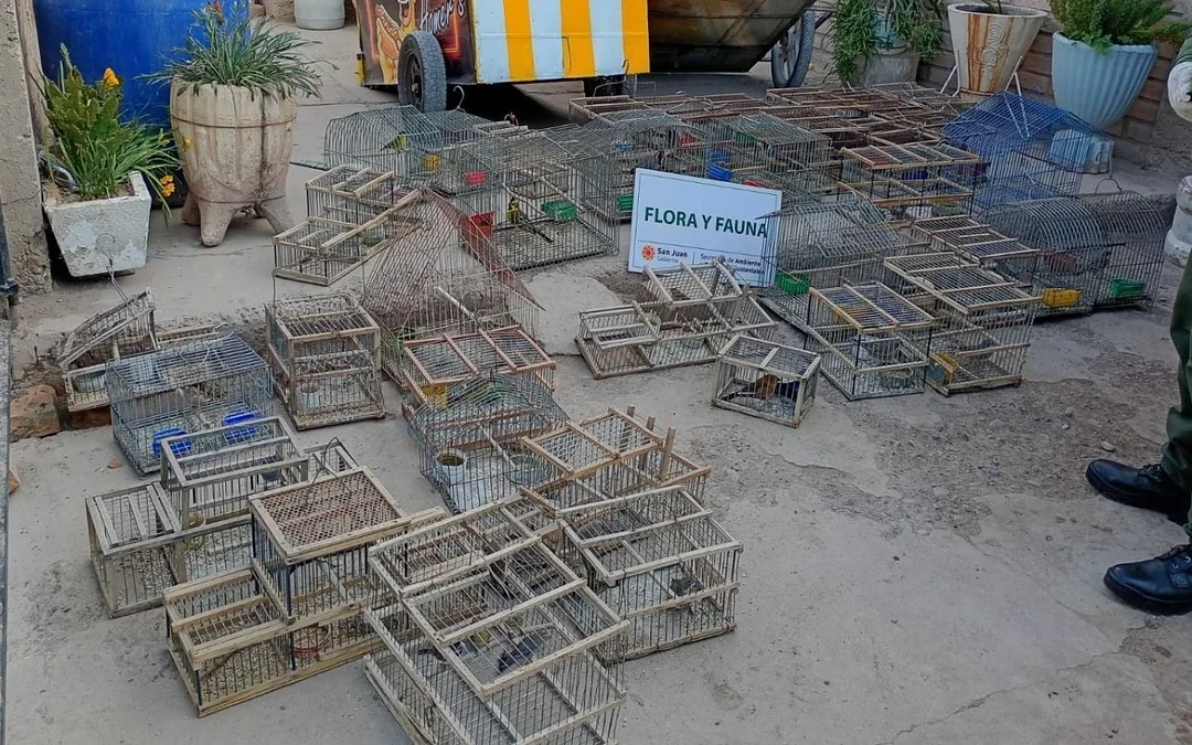Rescataron 45 aves silvestres en Pocito y retuvieron 4 toneladas de leña en Jáchal