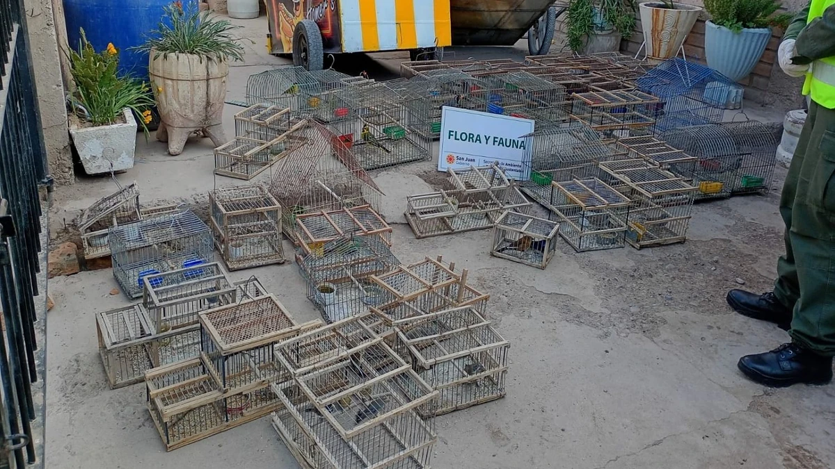 Rescataron 45 aves silvestres en Pocito y retuvieron 4 toneladas de leña en Jáchal