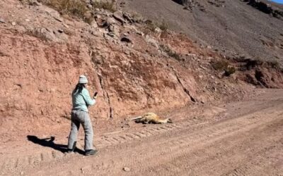 Investigan la muerte de unos 300 guanacos en la cordillera de San Juan