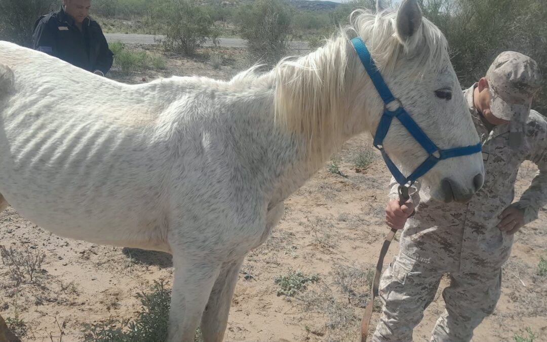 Secuestran cinco animales sueltos en la Ruta 141 durante dos operativos en Caucete