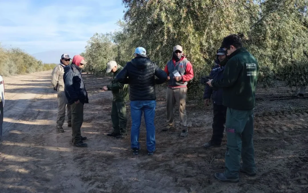 Un operativo detectó graves irregularidades en una finca de Sarmiento: los cosechadores escaparon cuando llegaron los inspectores
