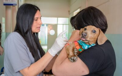 Cómo proteger a las mascotas y prevenir accidentes con arañas, alacranes y serpientes