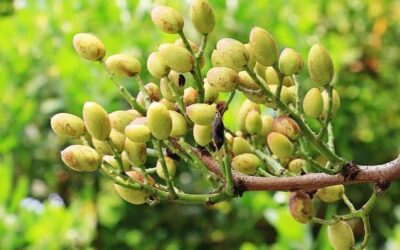 El negocio del pistacho en San Juan: «No es una moda, es una tendencia sostenida con un potencial enorme»