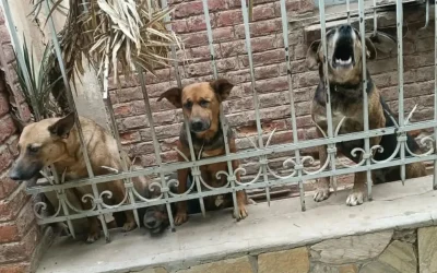 Rescataron cuatro perros de una vivienda abandonada en Capital
