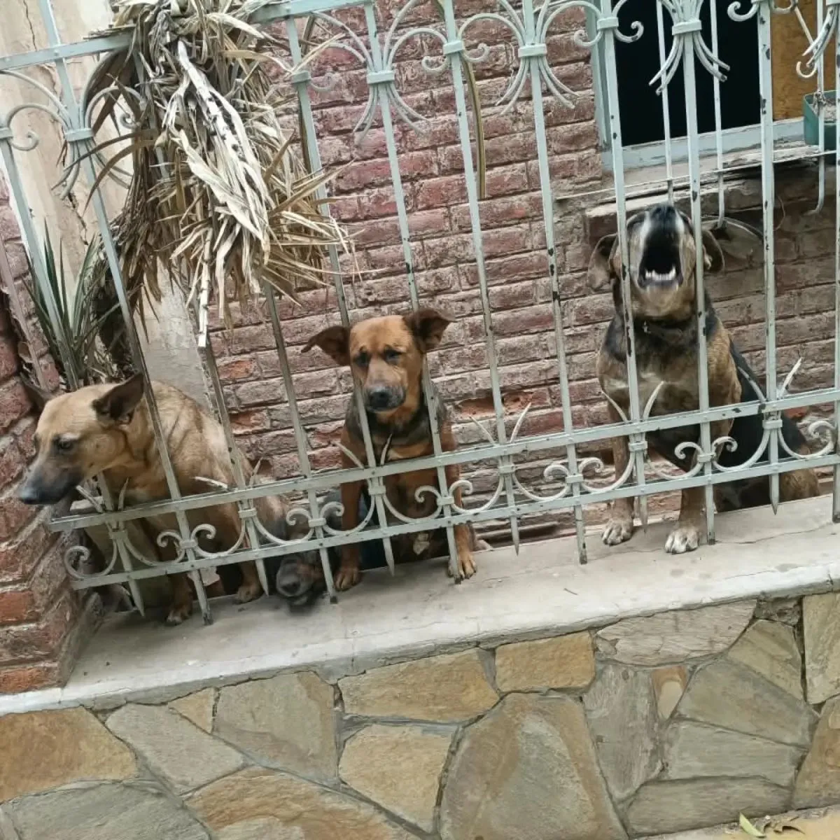 Rescataron cuatro perros de una vivienda abandonada en Capital